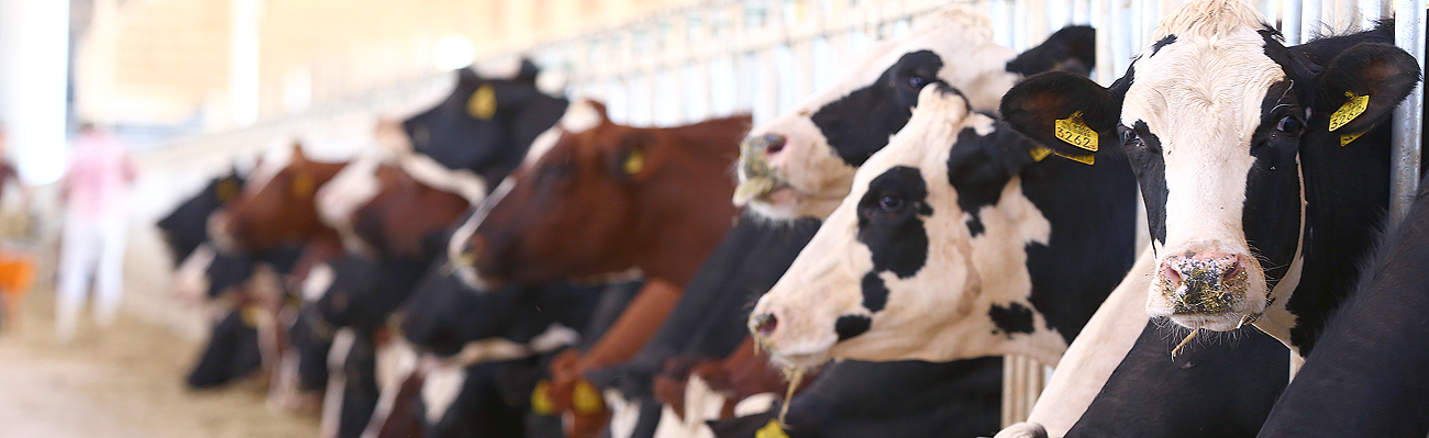 Integration between Agriculture and Livestock