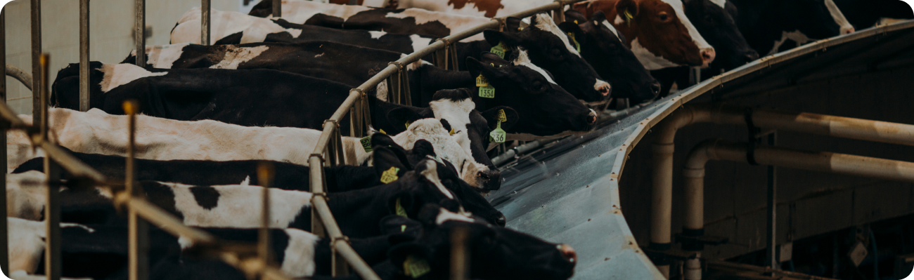 A Highly Efficient Rotating Cow Parlor