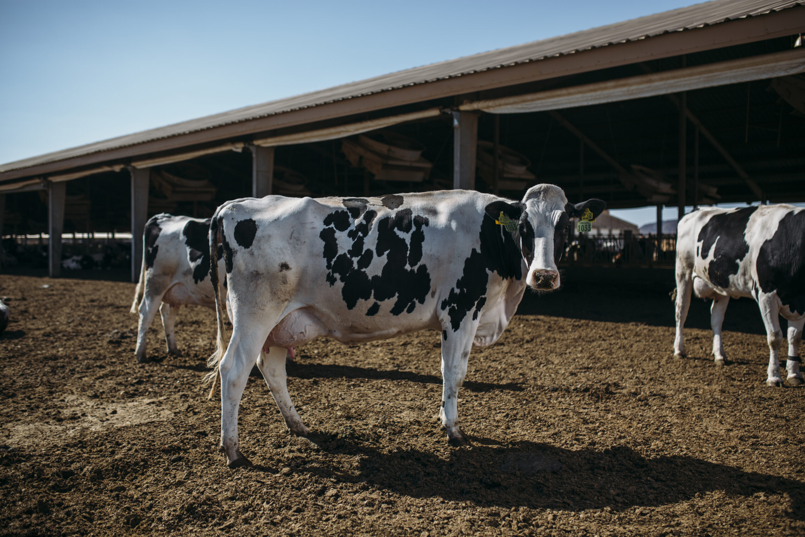 Empowering Farmers & Strengthening Egypt’s Dairy Future